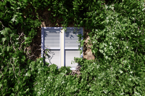 Crazy Ivy Plugin UE4 & UE5